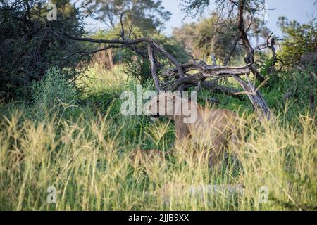 Lioness con cubetti, parco giochi Okavango delta Foto Stock