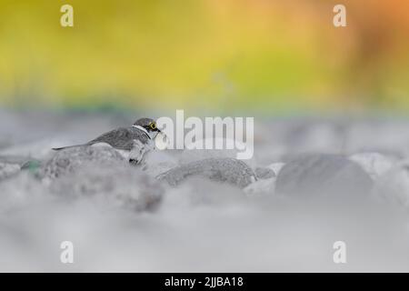 Un tappo di bottiglia per adornare il nido, piccola femmina ad anello nella stagione di nidificazione (Charadrius dubius) Foto Stock