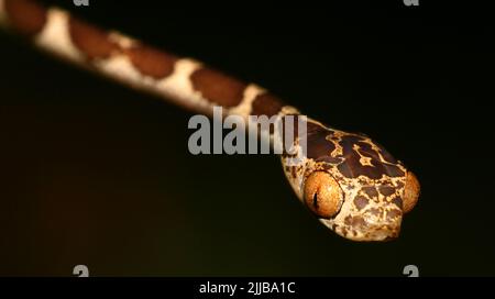 Serpente dell'albero del Blunthead, Imantodes cenchoa, foresta pluviale, bacino del fiume Napo, Amazonia, Ecuador, America Foto Stock