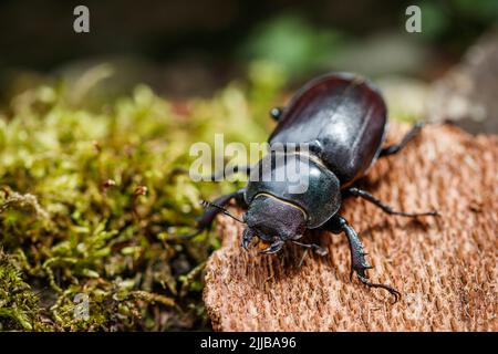 Coleottero di cervo (Lucanus cervicus). Insetto femminile in natura Foto Stock
