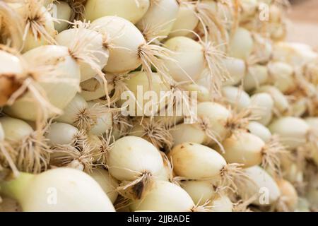 teste lavate di fattoria di cipolle Foto Stock