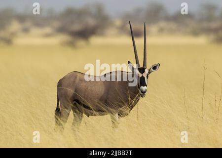 Orice dell'africa orientale Oryx beisa, adulto, nutrimento sulle pianure della savana, Parco Nazionale di Awash, Etiopia in febbraio. Foto Stock