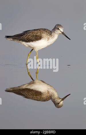 Comune Greenshank Tringa nebularia, primavera migrante con riflessione in acqua, Lago Awassa, Etiopia, febbraio Foto Stock