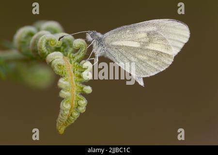 Criptico di legno bianco Leptidea reali, adulto, appollaiato su bracken, Raven punto, County Wexford, Irlanda nel mese di giugno. Foto Stock