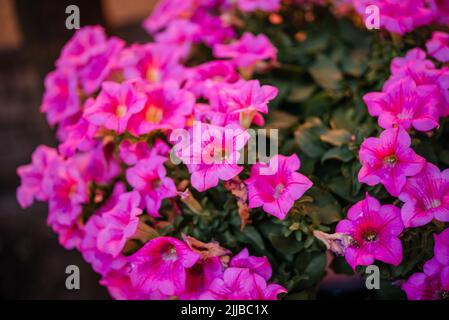 Fucsia rosa mini petunia fiori in estate flowerbed, Calacachoa, milioni di campane o piante ibride mini petunia finale Foto Stock