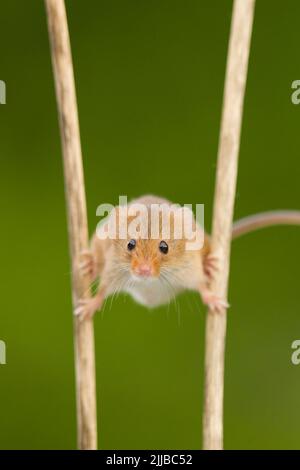 Eurasian Harvest mouse Micromys minutus (Captive), arroccato su steli di piante, British Wildlife Center, Surrey, UK, giugno Foto Stock