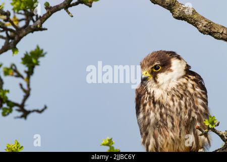 Hobby eurasiatico Falco subbuteo (prigioniero), giovane arroccato sul ramo, Castello di Caereinion, Galles, Regno Unito, aprile Foto Stock