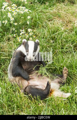 European Badger Meles meles (Captive), seduta in gratta e pulizia prato, British Wildlife Center, Surrey, Regno Unito, giugno Foto Stock