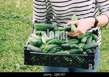 Donna che tiene la scatola piena di cetrioli appena raccolti. Piccola azienda agricola ecologica a conduzione familiare, agricoltura locale, concetto di raccolta Foto Stock