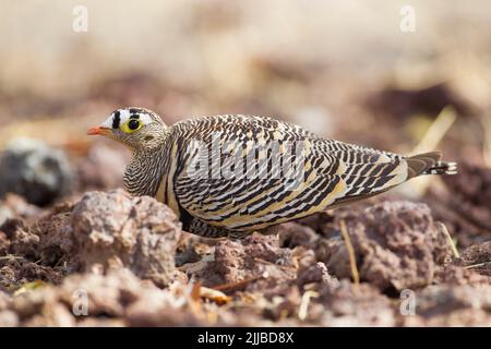 Il sandgrouse di Lichtenstein Pterocles lichtensteinii, maschio adulto, foraging a terra, Bilen Lodge, Etiopia in febbraio. Foto Stock