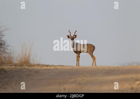 Northern minor kudu Ammelaphus imberbis imberbis, maschio adulto, sospeso in mezzo alla pista polverosa, Parco Nazionale di Awash, Etiopia in febbraio. Foto Stock