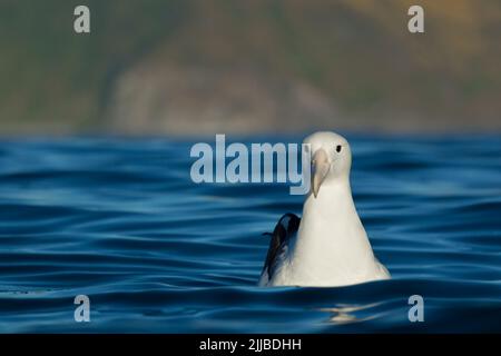 Albatross reale settentrionale Diomedea epomorfa sanfordi, adulto, riposante sull'acqua, Kaikoura, Nuova Zelanda nel mese di novembre. Foto Stock