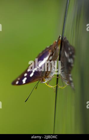 Imperatore viola Apaura iris, maschio adulto, che si alimenta lungo bordo di veicolo a motore, Bernwood Forest, Oxfordshire, Regno Unito nel mese di luglio. Foto Stock