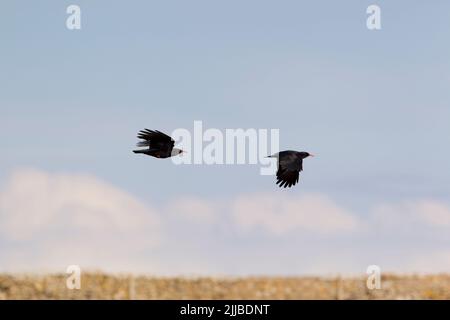 Tosse con braci rossi Pyrhocorax pyyhocorax, coppia in volo sopra la scogliera a Monknash, Glamorgan nel mese di maggio. Foto Stock