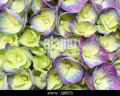 Primo piano sul verde e viola mophead fiore Hydrangea macrophylla Foto Stock