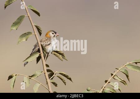 Spinkle-fronted tessitore Sporopipes frontalis, adulto, appollaiato sul ramo, Jemma Valley, Etiopia in febbraio. Foto Stock