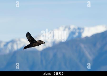 Petrel Procellaira aequinoctialis, in volo con montagne di panbakground, Kaikoura, Nuova Zelanda nel mese di novembre. Foto Stock