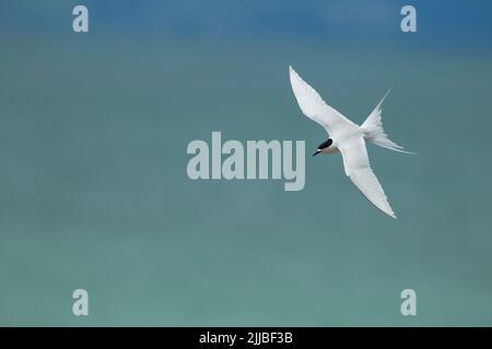 Bianco-fronted tern Sterna striata (Tara), adulto, in volo sull'acqua vicino al Tamigi, Nuova Zelanda nel mese di novembre. Foto Stock