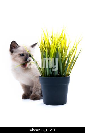 Un piccolo gattino di Siamese morbido vicino ad una pentola con un fiore verde. Erba e vitamine per il gatto. Foto di alta qualità Foto Stock