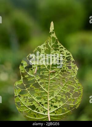 immagine di una foglia di actinidia con buchi mangiati dai pilastri, due pilastri mangiano la foglia Foto Stock