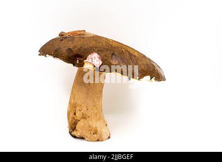 Bellissimi funghi porcini freschi su sfondo bianco isolato stagione cibo sano Foto Stock