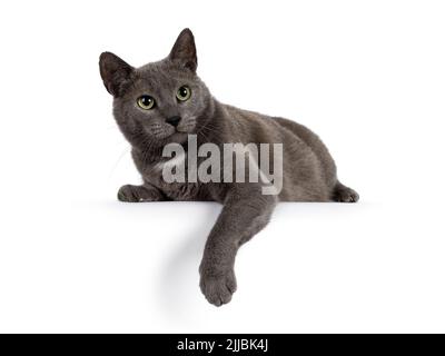 Bel gatto casa grigio, adagiato con zampa appesa rilassato sul bordo. Guardando direttamente alla fotocamera con occhi verdi maturi. Isolato su un backgr bianco Foto Stock