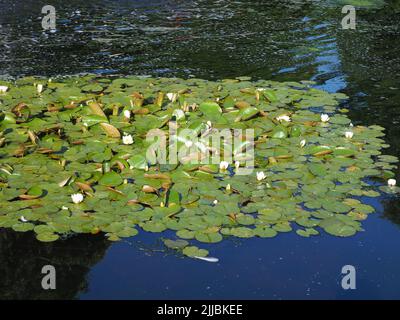 Alcune ninfee bianche in un grande stagno Foto Stock
