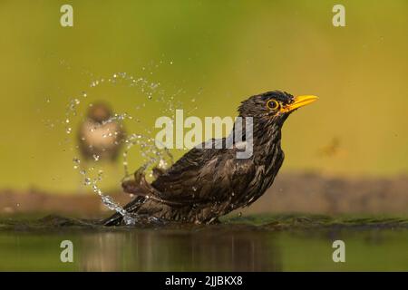 Comune blackbird Turdus merula & Eurasian blackcap Sylvia atricapilla, bagno in piscina boschiva, Tiszaalpár, Ungheria nel mese di luglio. Foto Stock