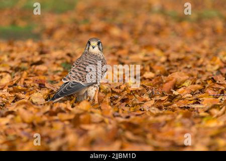 Comune gheppio Falco tinnunculus (prigioniero), donna in piedi in foglie di faggio, Hawk Conservancy Trust, Hampshire, Regno Unito, ottobre Foto Stock