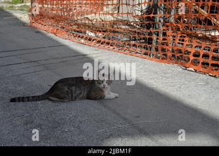 Cat in piedi a terra vicino a un cantiere Foto Stock