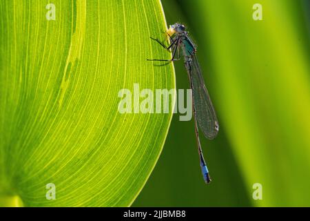 Maschio Blue ha codato Damselfly (Ischnura elegans) che riposa su una foglia lato stagno e mangia una piccola mosca che ha catturato. Foto Stock