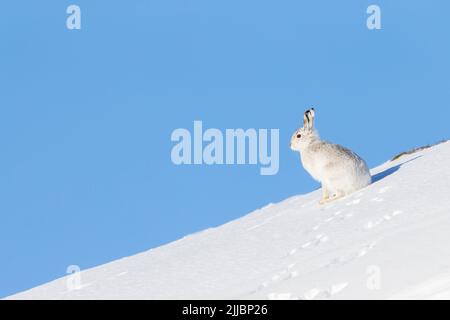Montagna lepre Lepus timidus, adulto, seduta allerta nella neve contro il cielo blu, Findhorn Valley, Scozia nel mese di febbraio. Foto Stock