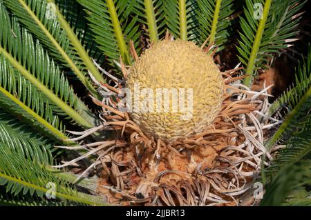 Cycas revoluta pianta fiore Foto Stock