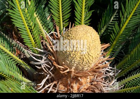Cycas revoluta pianta fiore Foto Stock