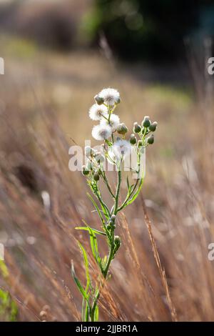 Una testa di fiore di dente di leone composta da numerosi piccoli fiori. Foto Stock