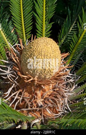Cycas revoluta pianta fiore Foto Stock