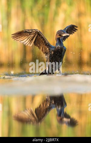 Cormorano pigmeo Microcarbo pygmeus, adulto, seduto sulla banca di ali di essiccazione su marsh, Tiszaalpár, Ungheria in luglio. Foto Stock