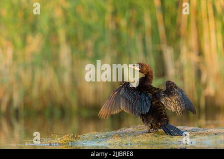 Cormorano pigmeo Microcarbo pygmeus, adulto, seduto sulla banca di ali di essiccazione su marsh, Tiszaalpár, Ungheria in luglio. Foto Stock