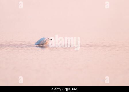 Bella piccola egretta bianca o piccolo uccello di airone in piedi nell'acqua rosa dell'alba della baia di mare Foto Stock