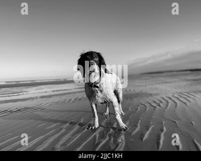 Una foto in scala di grigi di un curioso cane setter inglese in piedi su una sabbia Foto Stock