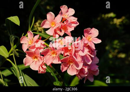 Delicati fiori di oleandro rosa chiaro illuminati dal sole il giorno d'estate con sfondo scuro Foto Stock