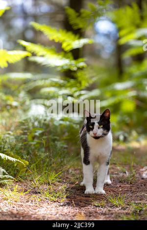 gatto selvatico bianco e nero, maschio, camminando attraverso la foresta in una giornata di sole nel sottobosco. immagine verticale, temi animali. Foto Stock