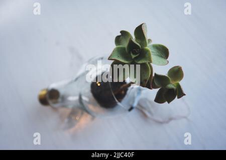 A succulent plant growing in a broken light bulb, symbolizing rebirth of nature Stock Photo