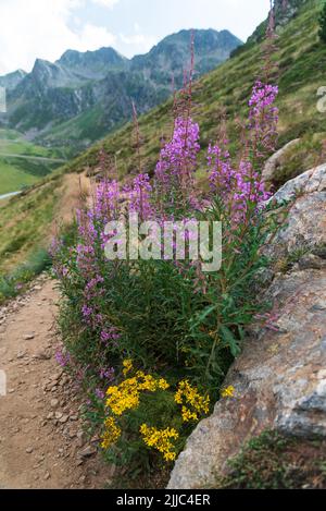 Fiori selvatici di montagna sparati in Andorra Foto Stock