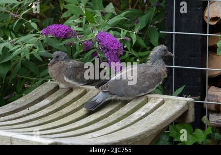 due piccioni giovani su una panca di legno e fiori rosa come sfondo in un giardino Foto Stock