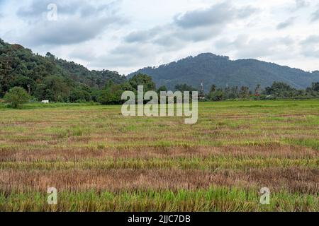 La splendida vista di Penang, Balik Pulau. Risaia verde nel mese di luglio. Foto Stock