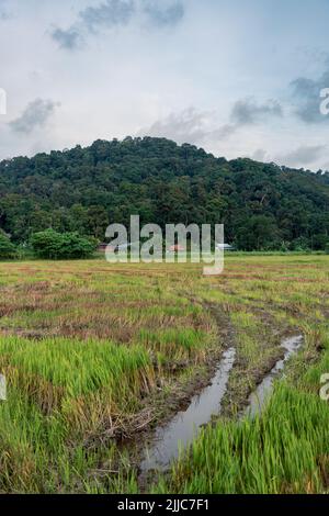 La splendida vista di Penang, Balik Pulau. Risaia verde nel mese di luglio. Foto Stock