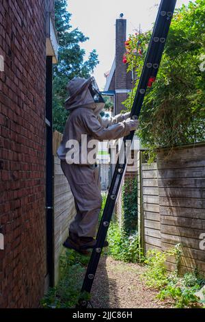 Pest Controller in abbigliamento protettivo su una scala per sterminare un nido vespa. Foto Stock