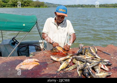 Pescatore eviscerazione e filetti di pesce appena pescato a Panama Foto Stock