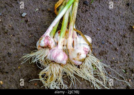 Aglio. Le teste dell'aglio appena raccolte sul primo piano del terreno Foto Stock